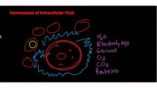 Homeostasis of Extracellar Fluid [upl. by Ecinerev]