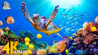 NEW 4HRS Stunning 4K Underwater Wonders  Relaxing Music  Coral Reefs Fish amp Colorful Sea Life [upl. by Doherty899]