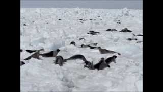 Amazing Harp Seal Footage [upl. by Nnod]