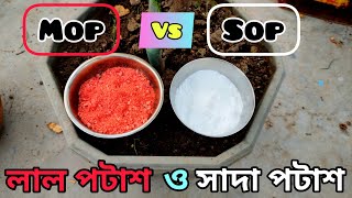 Sulphate of Potash Npk 0 0 50 Vs Muriate of Potash potassium chloride  লাল পটাশ ও সাদা পটাশ [upl. by Phineas581]