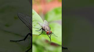 Housefly Sound  Flies ❤️ 1 [upl. by Najram934]