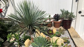 UK Tropical Garden Arid Border With Plant Names [upl. by Einnaf]