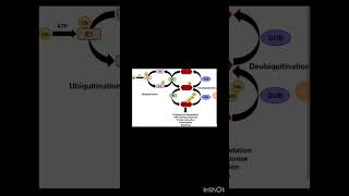 Ubiquitination protein degradation [upl. by Titania]