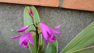 Bletilla striata  orchidej vzpřímená dnes na zahradě Václav Kovalčík květen 2024 Zlín [upl. by Aramen934]