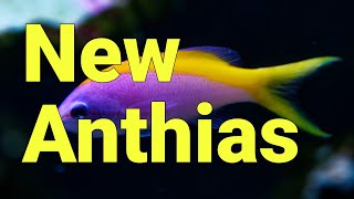 Pyronotanthias A whole new genus of Anthias [upl. by Ahsitauq]