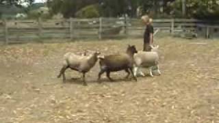 Australian Cattle Dogs Herding Sheep [upl. by Torie40]