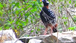 Black Francolin Male Bird  2 [upl. by Alyakim829]