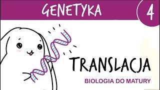 Genetyka 4  Translacja  drugi etap ekspresji genu  matura z biologii rozszerzona liceum [upl. by Tolley]