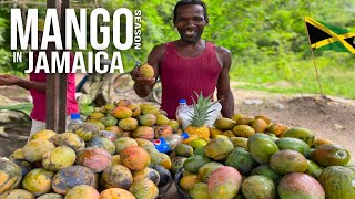 MANGO SEASON IN JAMAICA THE ULTIMATE STREET FRUIT MANGO BUSH PICKING amp EATING [upl. by Bonnee407]