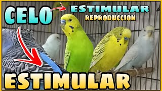 ESTIMULA EL CELO DE TU PERIQUITOS CON ESTE AUDIO  10 MINUTOS CANTO PERIQUITO AUMENTO REPRODUCCION [upl. by Beckman]