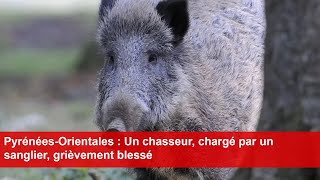 PyrénéesOrientales  Un chasseur chargé par un sanglier grièvement blessé [upl. by Nylirehc]