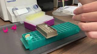 Lab Demo Alu PCR and Gel Electrophoresis [upl. by Letnohs]