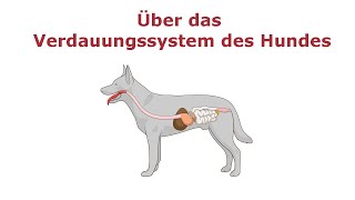 Über das Verdauungssystem des Hundes [upl. by Asilram]