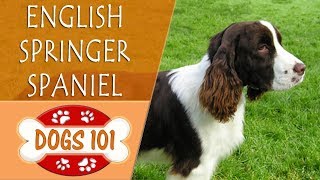 Dogs 101  ENGLISH SPRINGER SPANIEL  Top Dog Facts About the ENGLISH SPRINGER SPANIEL [upl. by Nipahc]