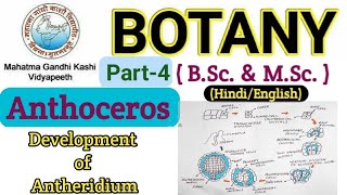 Reproduction in Anthoceros BSc 1st year Botany Bryophyta  Development of Antheridium  Anthoceros [upl. by Lekar]