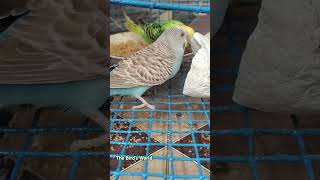 Buggies eating Calcium buggies parrot lovebirds birds birdseating nutrition viralvideo [upl. by Adnoluy]