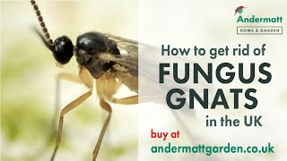 How to get rid of Fungus Gnats in the UK [upl. by Ahgiela]