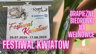 Festiwal kwiatów i drapieżne biedronki na wełnowce [upl. by Atimad747]