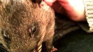 Gambian pouched rat bruxing [upl. by Eirallam]