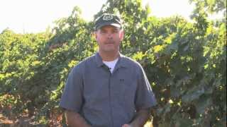 Woodbridge Winery 2012 Harvest Update [upl. by Evot]