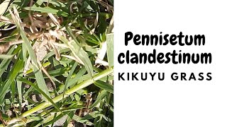 Kikuyu grass Cenchrus clandestinusPennisetum clandestinum [upl. by Ailemrac]