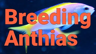 How to Breed Marcias Anthias a Colorful Coral Reef Fish [upl. by Colt]