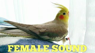 FEMALE COCKATIEL SOUND 🌹 Cockatiel Sounds [upl. by Ellissa293]