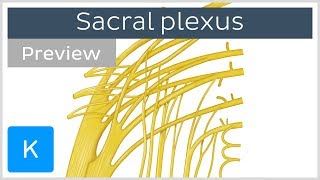 Sacral plexus made easy preview  Human Anatomy  Kenhub [upl. by Yelnats744]