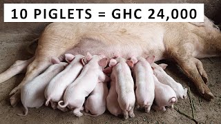 How Much Can I Make From Pig Farming [upl. by Huesman456]