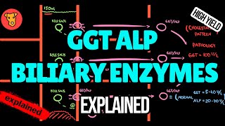 GGT ALP Biliary enzymes Markers of cholestasis gamma glutamyl transferase alkaline phosphatase [upl. by Mistrot]