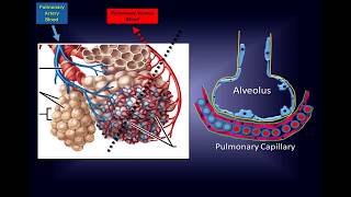 Intravenous Vitamin C Pathway to a New Therapy to Save Lives [upl. by Barbe]