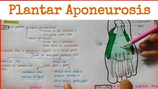 Plantar Aponeurosis [upl. by Mohandis]