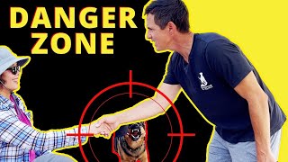 How to Fix a Dogs Aggressive Behavior Towards People  Intense amp indepth training session [upl. by Nbi]