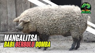 Mangalitsa Ras Babi dengan Kulit Domba [upl. by Eux]