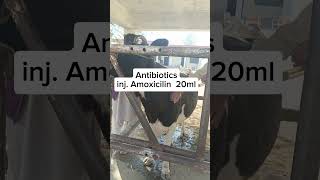 actinomycosis in cow [upl. by Mcripley]