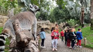 Enriquecimientos para lémures y puercoespines en Expedición África escuela de vacaciones de BIOPARC [upl. by Mook]