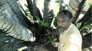 How to Identify the Travelers Palm from The White Bird of Paradise [upl. by Horgan]