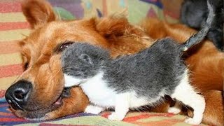 Dogs Who Love Their Kitten Since The Moment They Met  CATS AND DOGS Friendship [upl. by Emmie867]