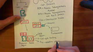 Mitomycin C Part 5 [upl. by Sussi]