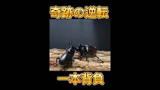 ［リアルムシキング］国産カブトムシVSホペイオオクワガタ ［クワガタ相撲］ shortvideo 昆虫バトル 昆虫 [upl. by Henri]