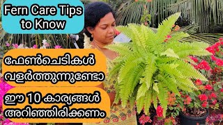 Ferns Complete Care  10 Important things to Know  ഫേൺ വളർത്തുന്നതിൽ അറിഞ്ഞിരിക്കേണ്ട 10 കാര്യങ്ങൾ [upl. by Nrubloc]