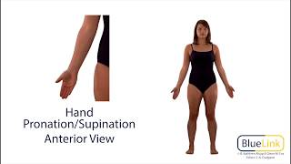 Hand Pronation Supination [upl. by Akinwahs288]