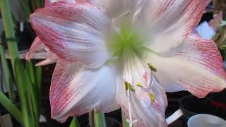 Sofia Amarylis Hippeastrum X Hybridum Bulb Plant in full bloom [upl. by Ehrlich]