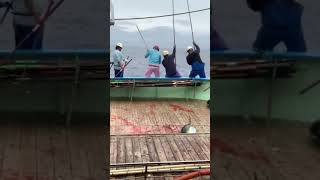 🔥the struggle to attract large tuna fish 🎣 fishing fish uniquefishing spearfishing [upl. by Nabetse]