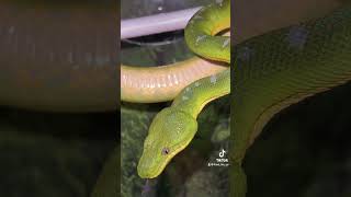 Emerald Tree Boa singing the Greenacres theme song ￼ [upl. by Nospmas]