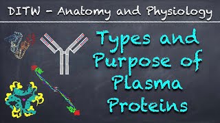 DITW  Types and Purpose of Plasma Proteins [upl. by Augusto]