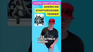 How to Choose and Train Your American Staffordshire Terrier petzpaws learndontreturn staffy [upl. by Gunter]