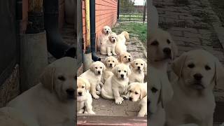 Best Dogs For First Time Owners In Tamil dogs tamil puppy labrador beagle pomeranian shorts [upl. by Akyeluz]