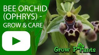 Bee Orchid  Ophrys  grow amp care Beautiful Orchids [upl. by Anav95]