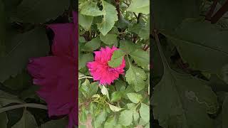 dahlia flowers youtube shorts [upl. by Ahcurb]